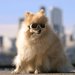 ワンちゃんにゴーグルやサングラスって必要なの？