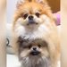 仲良しな『兄弟犬』を撮影していたら…ミラクルな『可愛すぎる行動』が144万再生「想像の100億倍可愛かったｗ」「二人羽織は反則」と悶絶