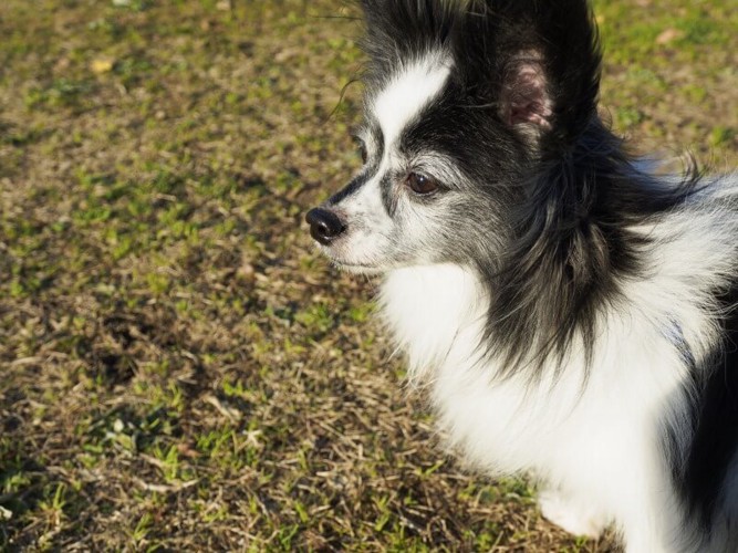 パピヨンの老犬