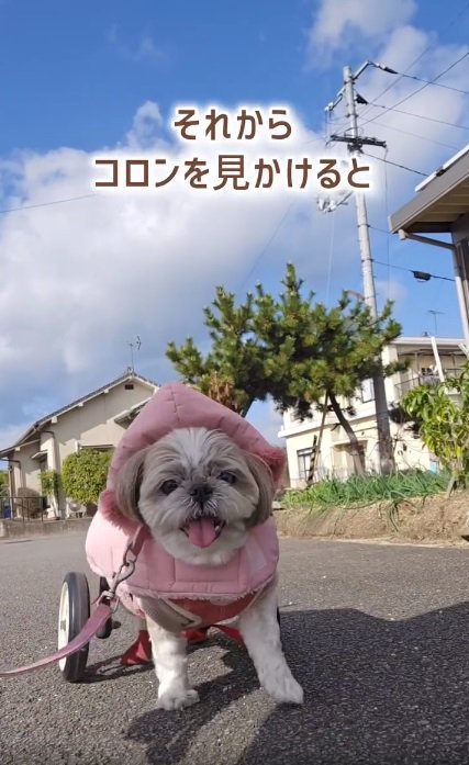 楽しそうなコロンちゃん