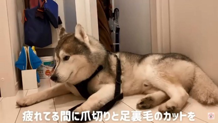 疲れ切った文太くん