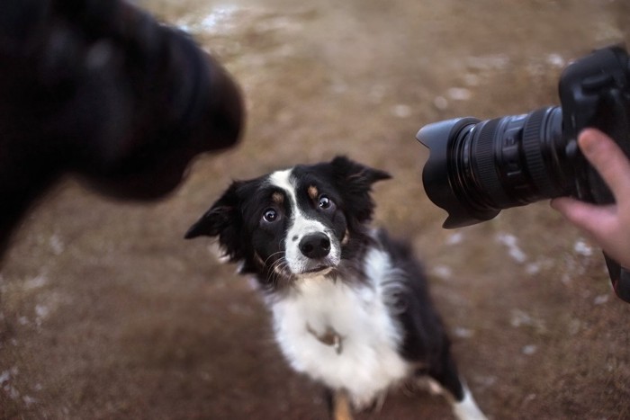 カメラを向けられている犬