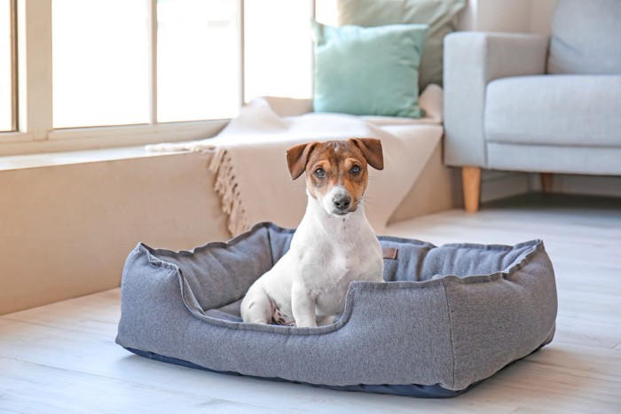 囲い付きのベッドに座っている犬