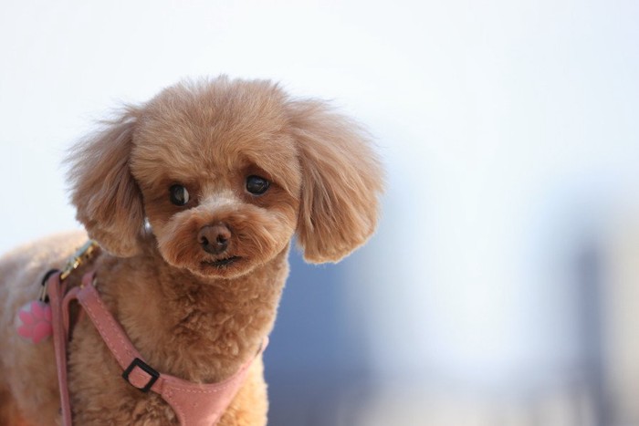 困り顔の犬