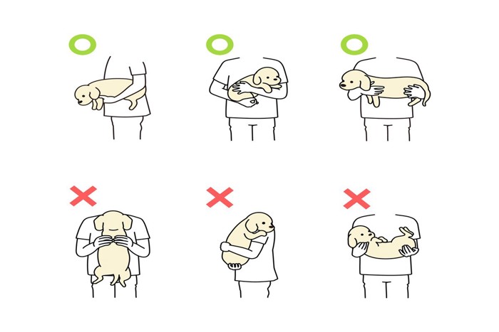 犬の抱き方○×イラスト
