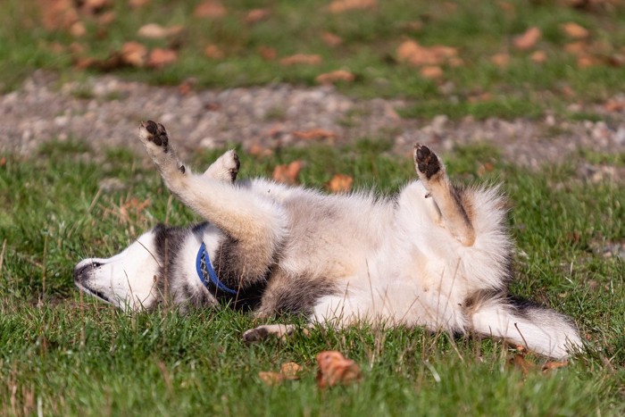 地面に仰向けの犬