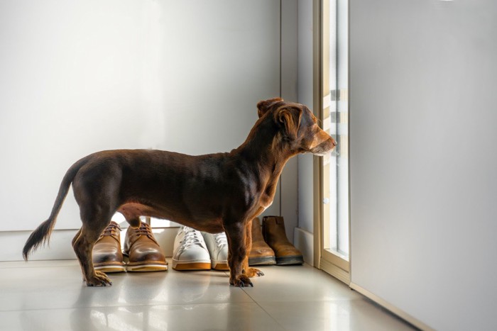 外を見る犬