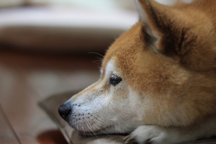 悲しげな柴犬