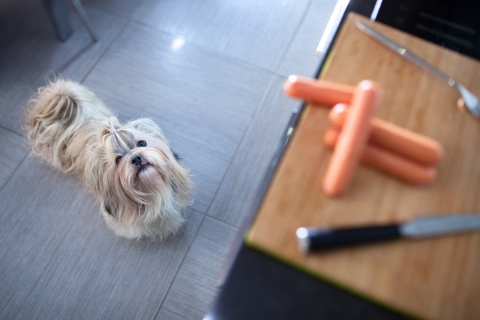 調理台を見上げる犬