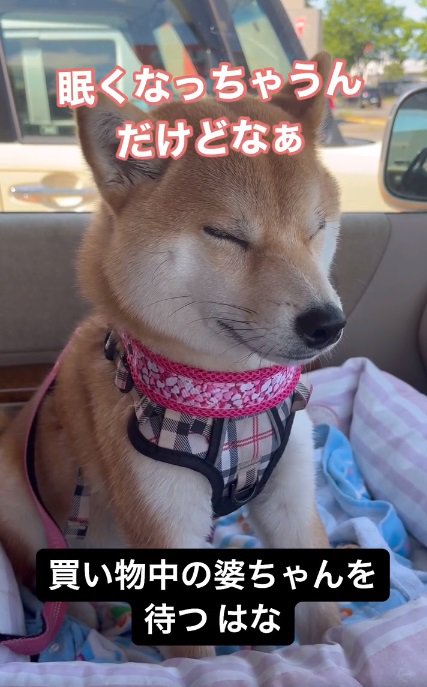 また眠くなってきたはなちゃん
