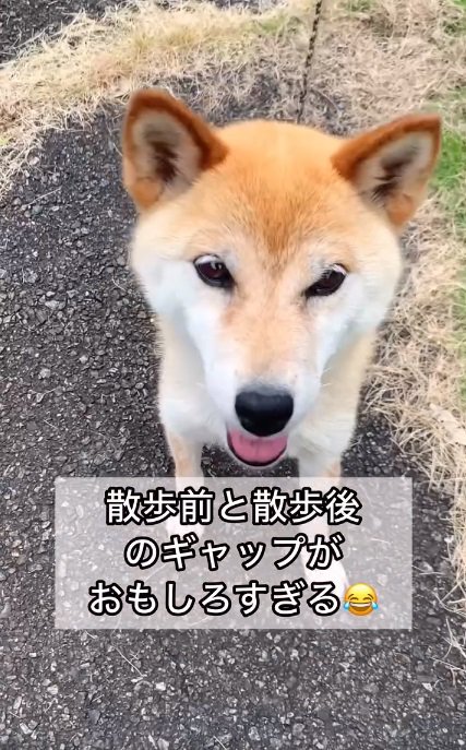 期待に満ちたコロちゃん