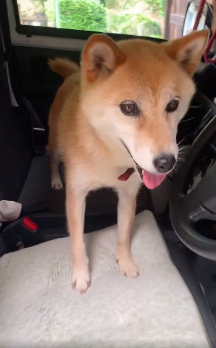 車に乗ったコロちゃん