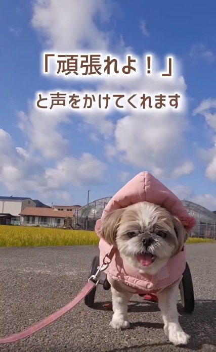 声を掛けられるようになったコロンちゃん